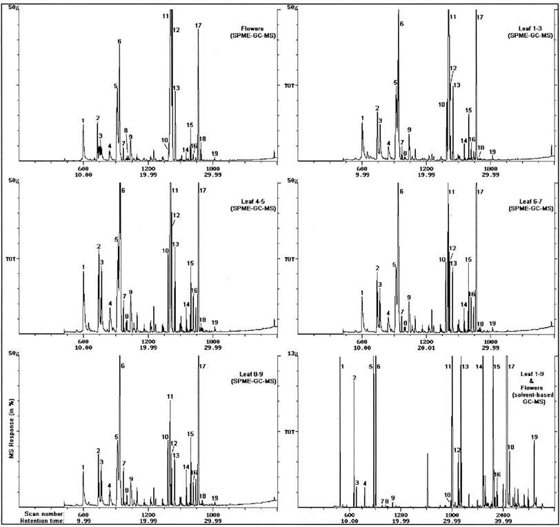 GC/MS analysis comparing headspace SPME profiles of peppermint flowers and leaves with solvent-based essential oil analysis.