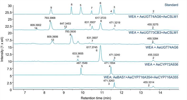 LC–MS analysis of metabolites from strains engineered for pentacyclic triterpene saponin production derived from β-amyrin and oleanolic acid