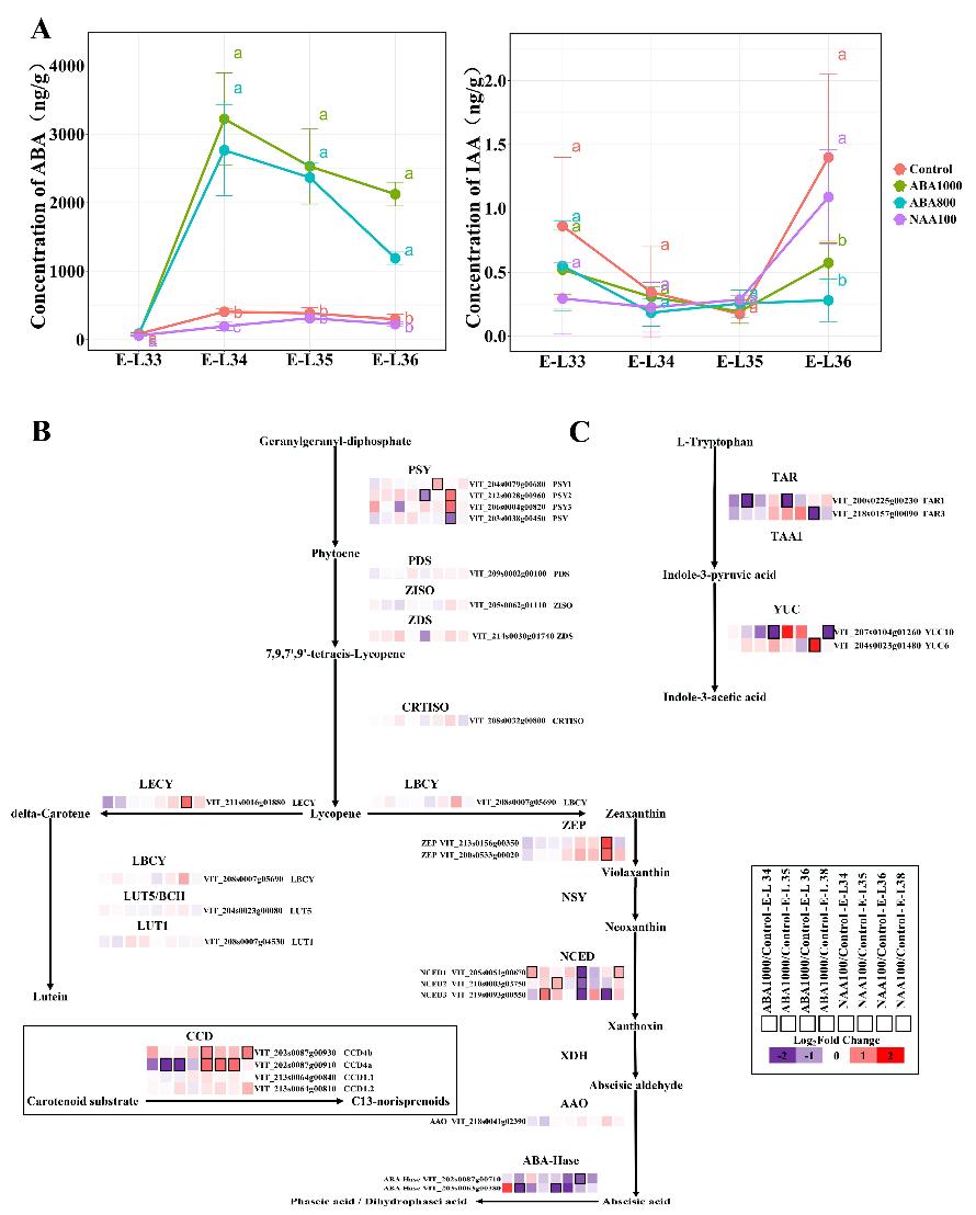 Effects of ABA and NAA on hormone accumulation and related gene expression during berry development and ripening.