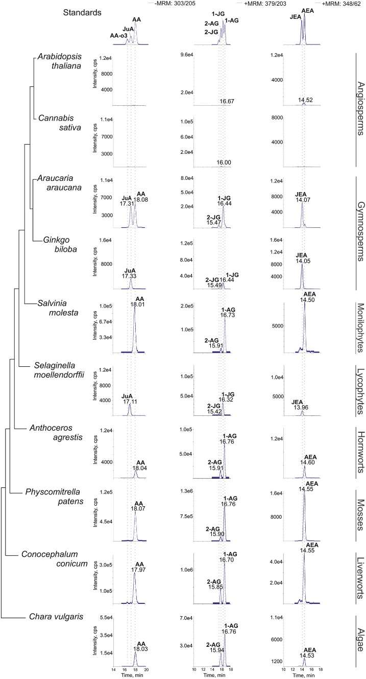 Chromatograms showing the analysis of C20 PUFA metabolites.