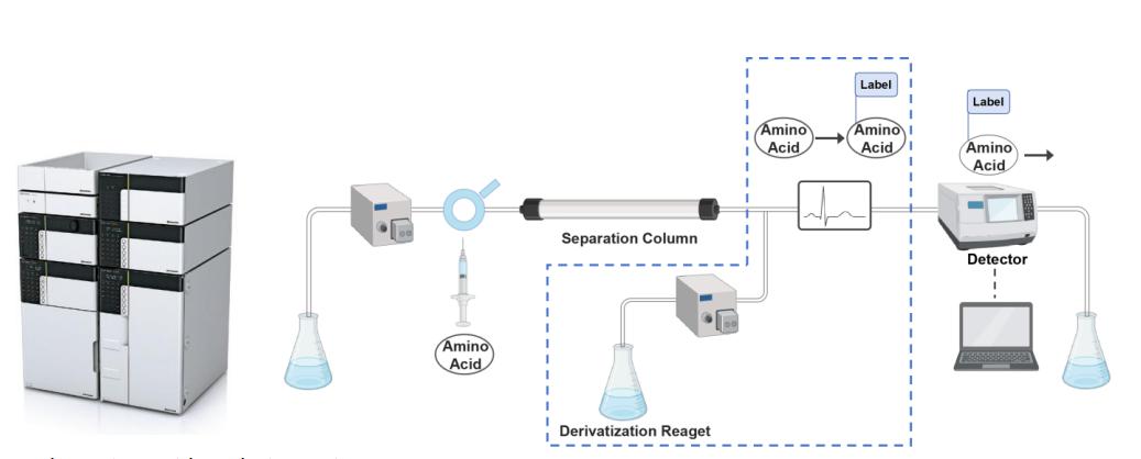 Amino Acid Analysis Service