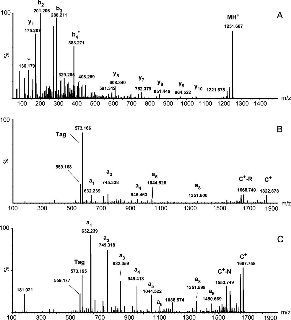 MALDI Q-TOF tandem mass spectra of a tryptic peptide.