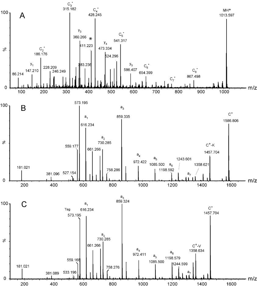 MALDI Q-TOF tandem mass spectra of a tryptic peptide.