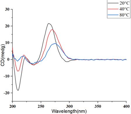 CD Spectra of mRNA at Different Temperature Gradients