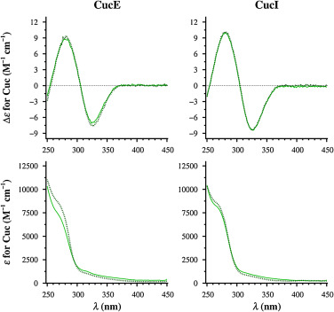 CD and UV spectra of CucE and CucI in solution.