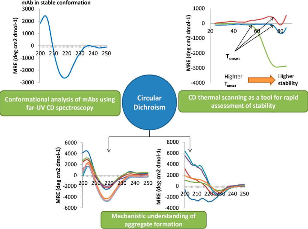 CD spectroscopy assesss and monitors of aggregation in mAb therapeutics.