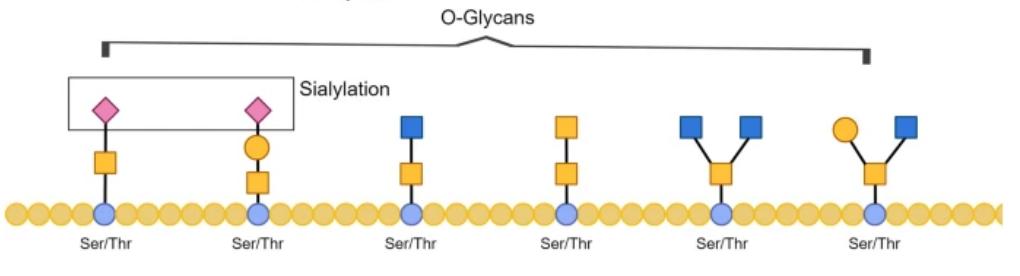 Illustration of O-GlcNAc modification on Ser/Thr residues in proteins.