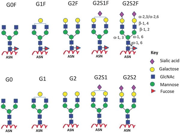 Overview of predominant N-linked glycoforms in monoclonal antibody therapies.