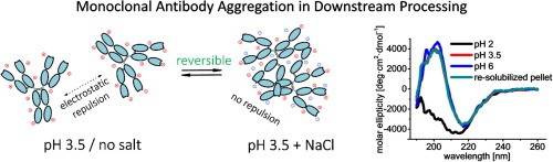 Figure 2. Monoclonal antibody aggregates observed during downstream processing stages.