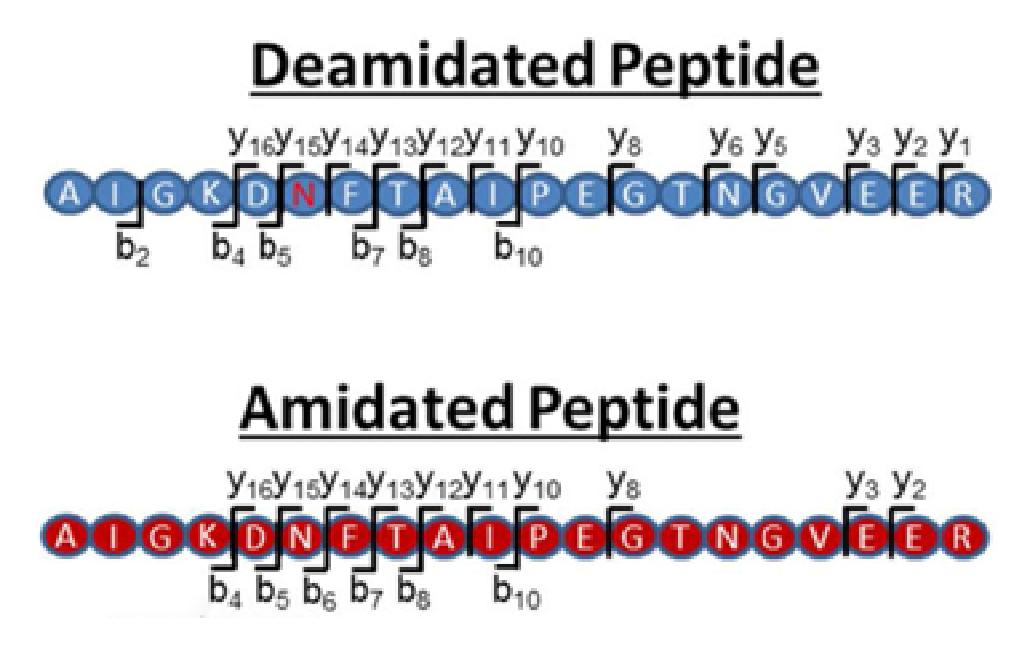 Deamidated peptide and amidated peptide.