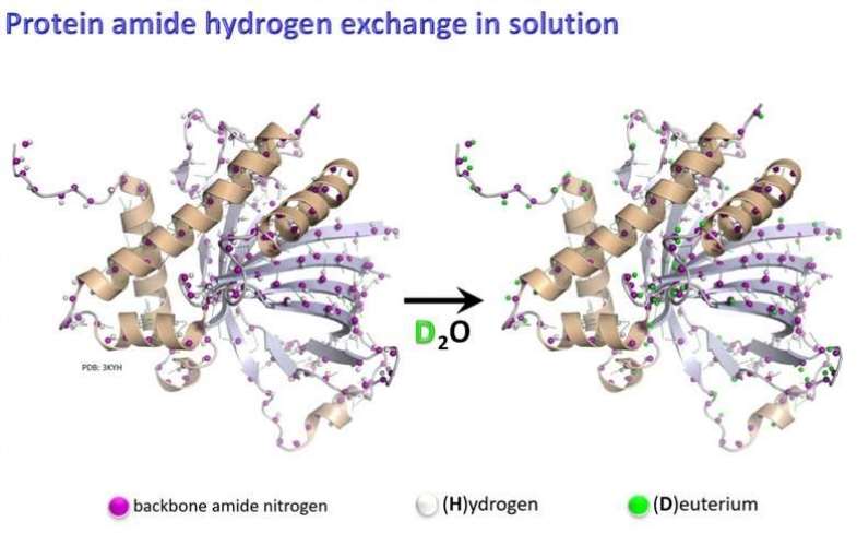 Deamidated peptide and amidated peptide.