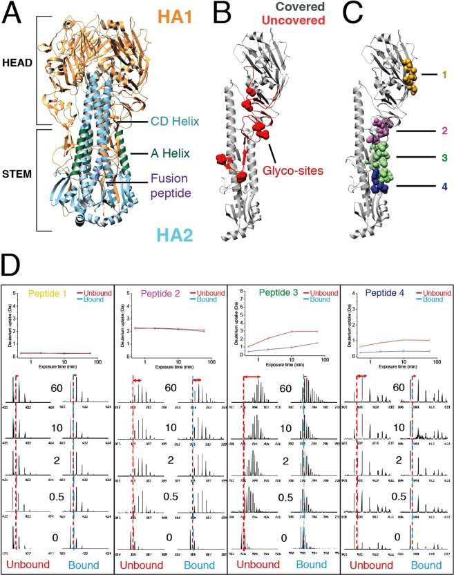 HDX-MS reveals the conformational dynamics of proteins