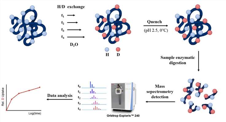 Epitope Mapping Services by HDX-MS Workflow.