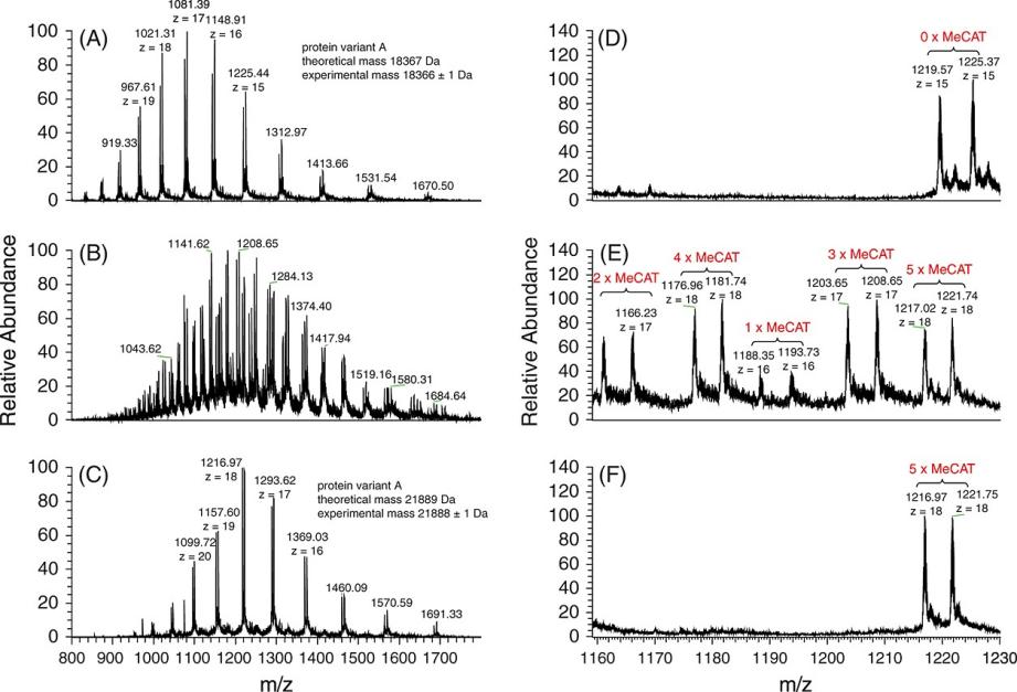 ESI--MS spectra of β-lactoglobulin.