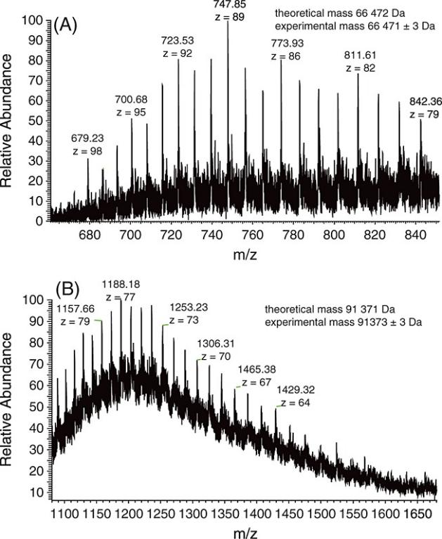 ESI-MS spectra of reduced HSA and labeled HSA.