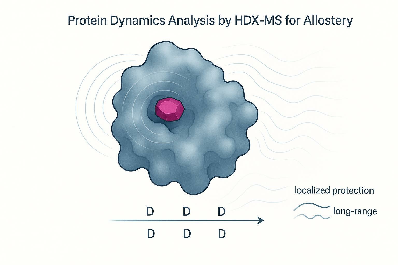 Cover image illustrating HDX-MS analysis of an allosteric small-molecule binding site with local protection and distal conformational response