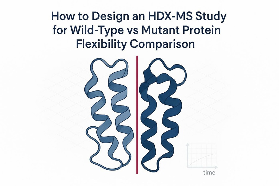 Cover image showing wild type versus mutant protein HDX-MS study design concept with matrix and time-course motifs