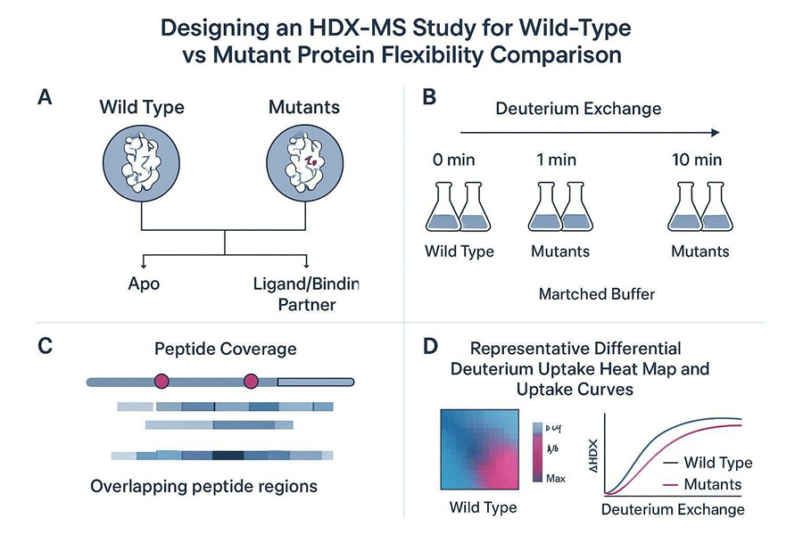 HDX-MS wild type versus mutant protein flexibility comparison workflow and peptide coverage map
