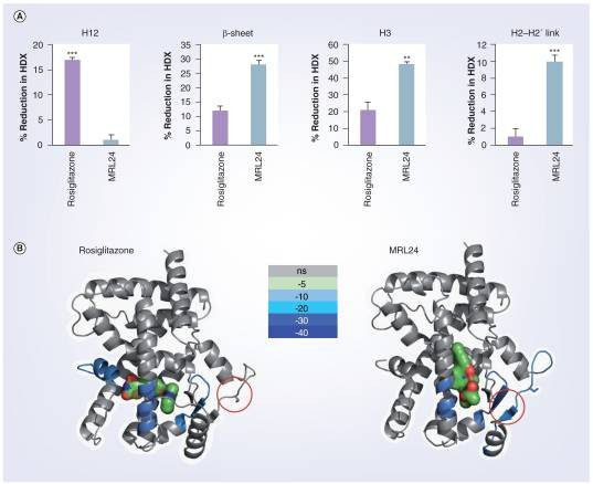 The HDX of helix 3, the β-sheet region, helix 12 and the helix 2–2′ link region.