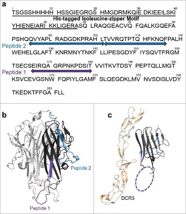 HDX revealed two major epitope regions of mAb1