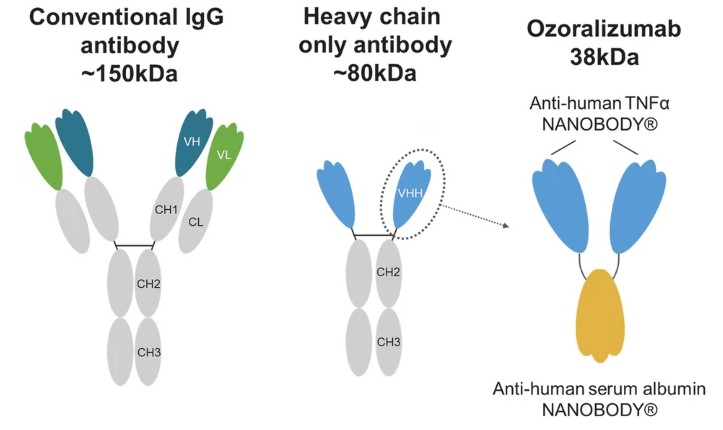 Figure 1. Conventional IgG antibody, heavy-chain-only antibody, and ozoralizumab structure comparison.