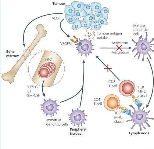 Figure 2. Anti-tumor mechanisms of VEGF-targeted therapy.