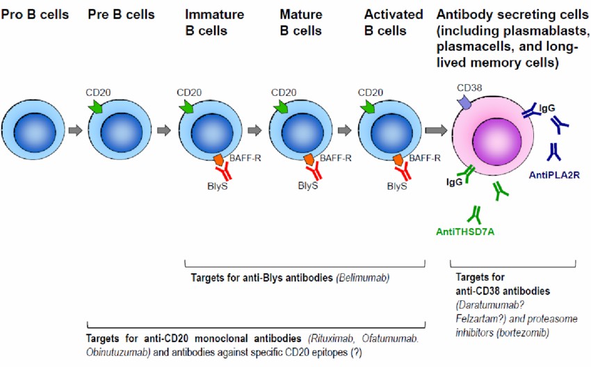 Figure 3. Anti-CD20 monoclonal antibody targets in B cell lineages.