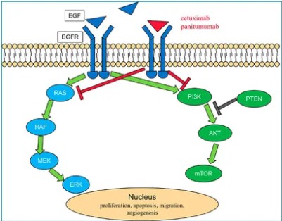 Figure 4. EGFR signaling pathway.