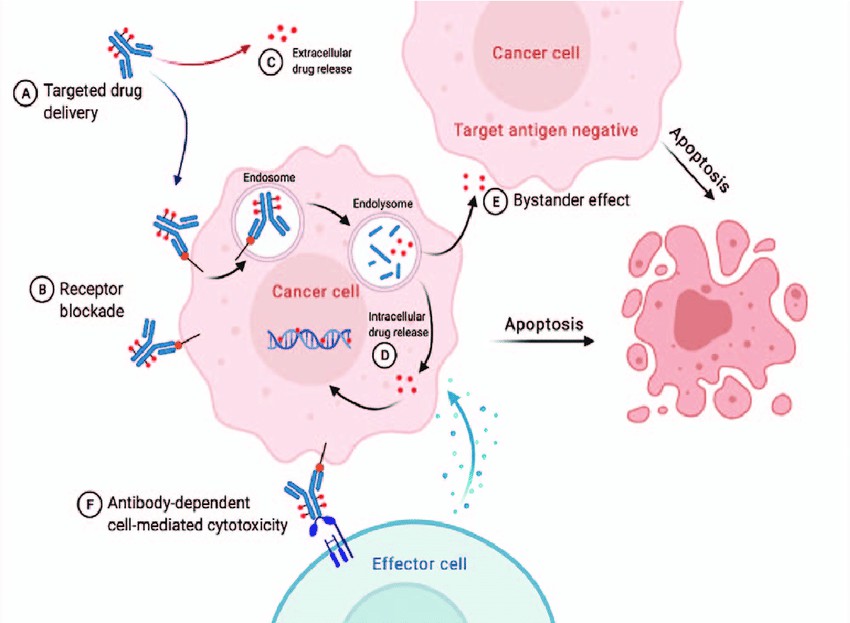 Figure 5. Main mechanism of HER2-targeting ADCs.