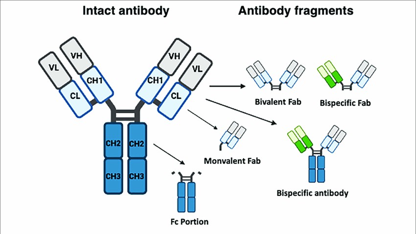 Figure 1: Structure comparison of monoclonal and bispecific antibodies.