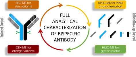 Figure 2: Methods for characterizing bispecific antibodie.