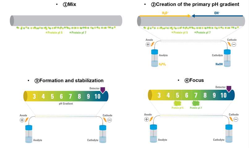 Methods of pI determination with cIEF