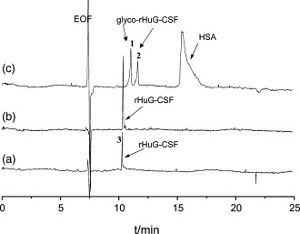 Capillary zone electropherograms of rHuG-CSF.