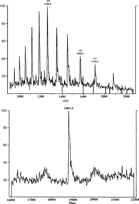 Mass spectrometry of rHuG-CSF.