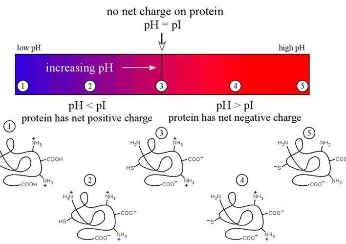 The relationship of pI and pH.