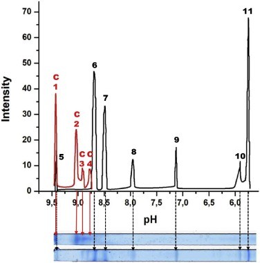 Two gel strips with protein bands visualized by blue paint and the optical density.