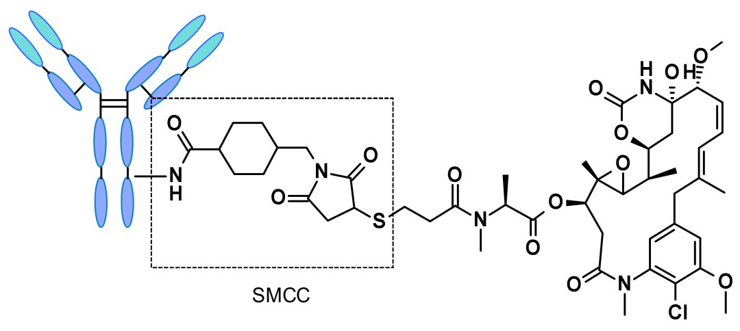 Chemical structure of trastuzumab emtansine (Kadcyla)