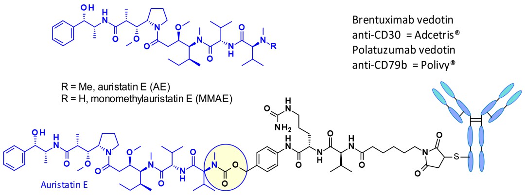 Structures of auristatin E (AE), MMAE, and approved auristatin ADCs