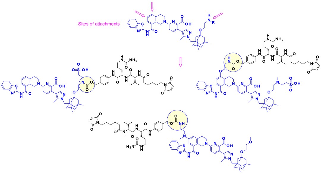 Attachment sites on Bcl-xL inhibitors and payload-linker conjugates