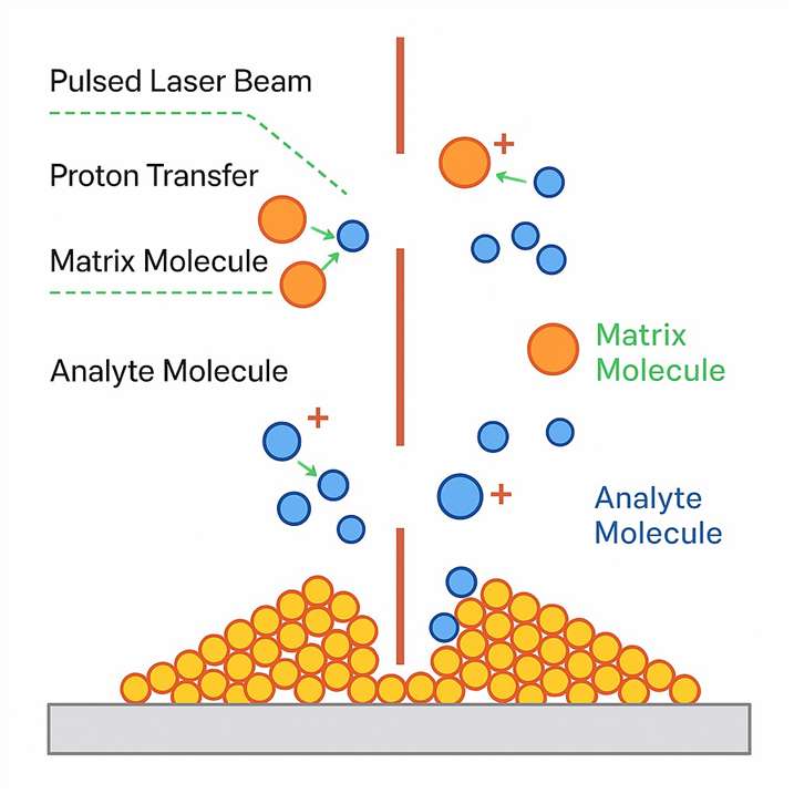 Antibody LC-MS Workflow