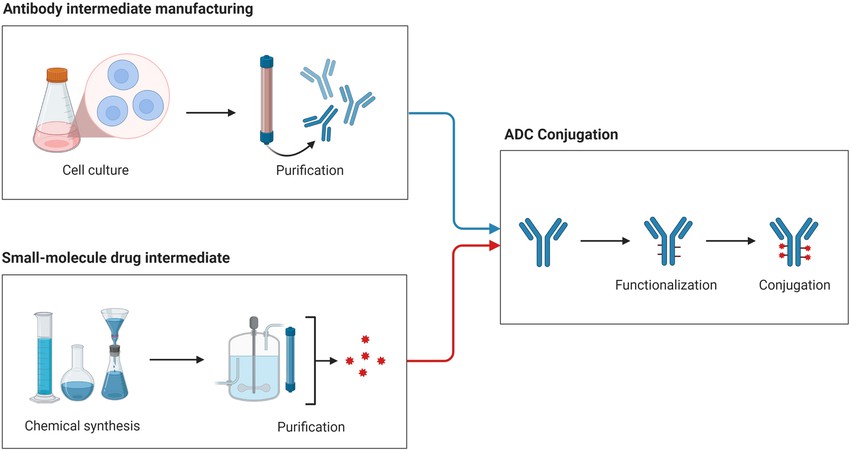 ADC development, purification and production