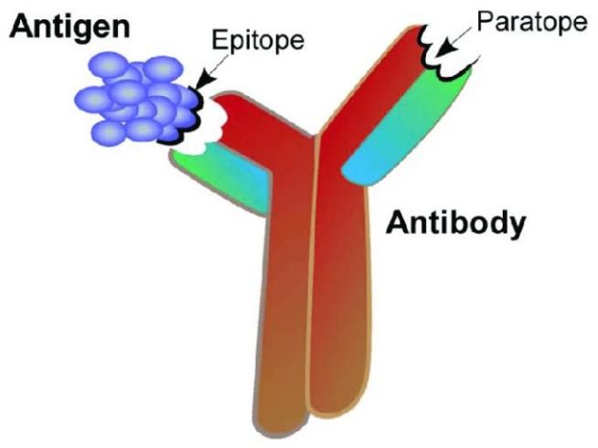 Epitopes and Paratopes.