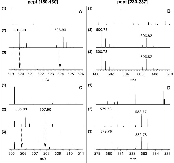 FTICR mass spectra of the peptides [150–160] and [230–237].