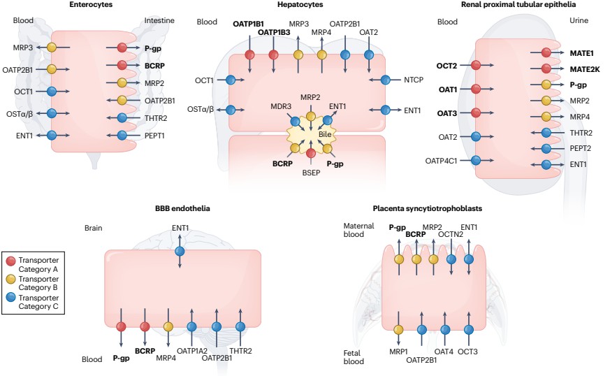 Plasma membrane transporters: key for drug uptake and efflux