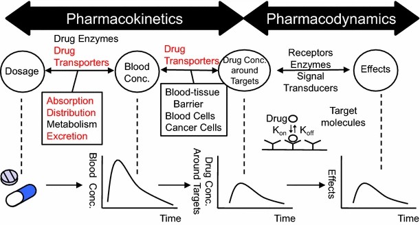 PK/PD relationships and drug transporters overview