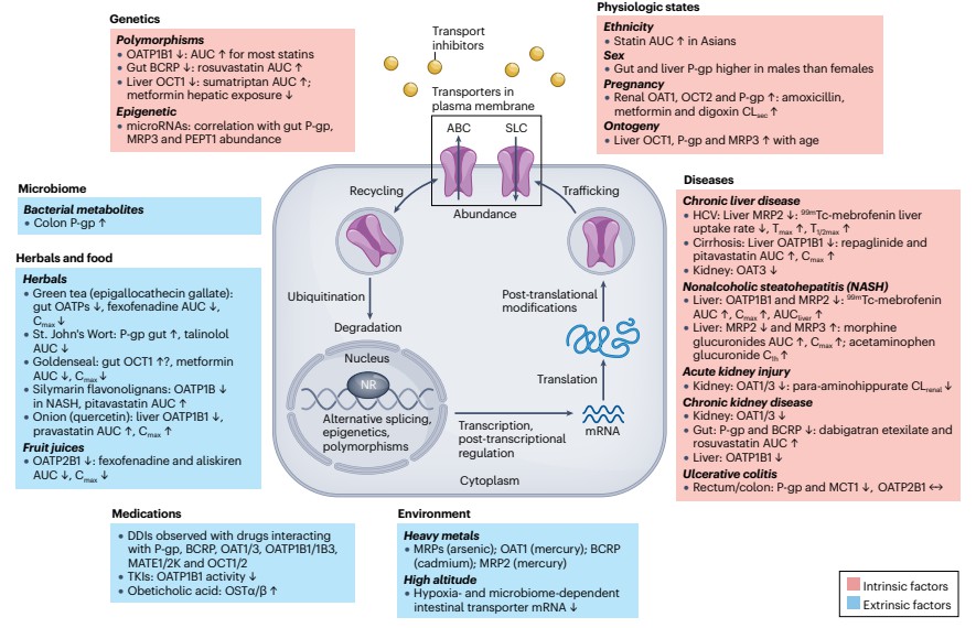 Factors affecting drug transporter activity