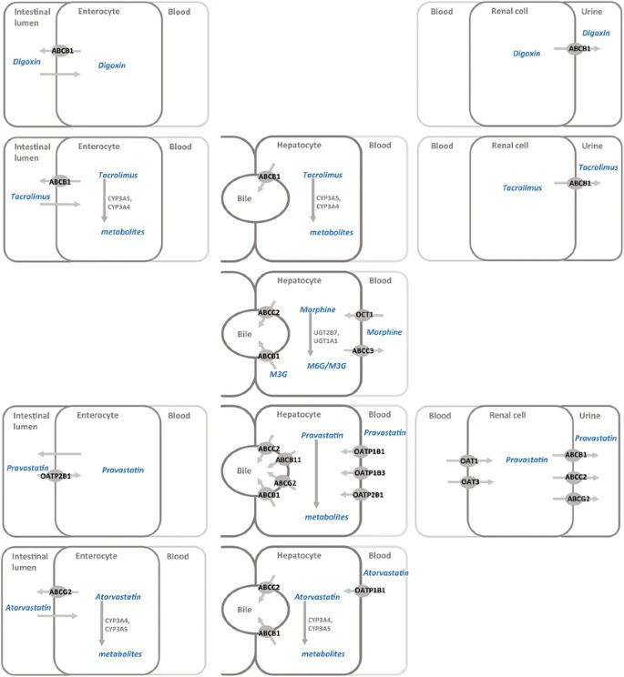 Transport proteins and pediatric medication links