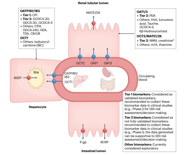 Biomarkers of liver/kidney transporters and drug dev. advice