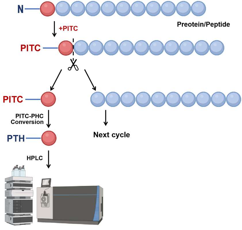 N-terminal sequencing by Edman degradation.