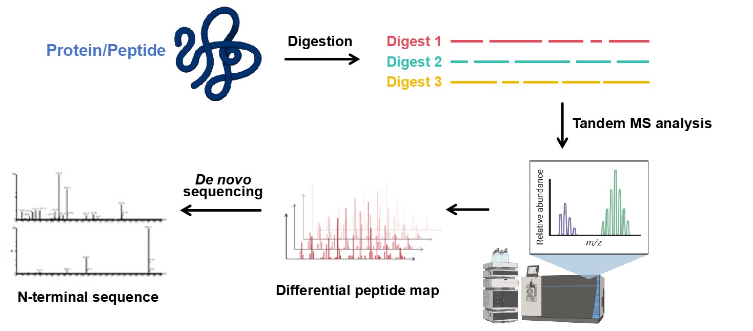 Workflow of <em>De novo</em> N-terminal sequencing